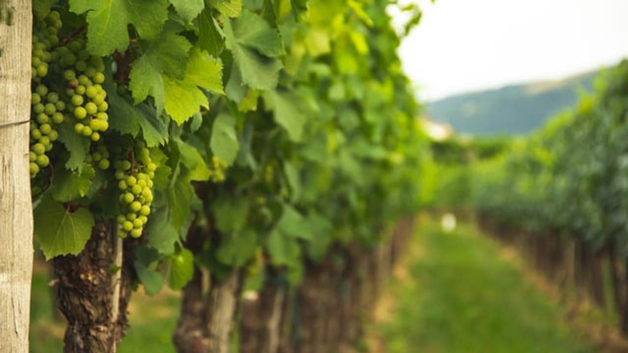 Wine Lovers Rejoice! Mystery of Devastating Grapevine Trunk Disease Solved