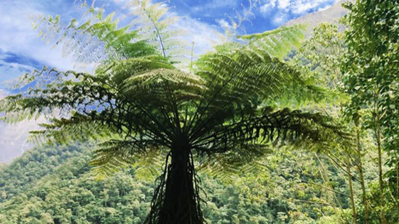 Tree Fern Genome Characterized for the First Time