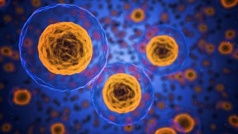 Cell Line Successfully Transitioned to Animal-Free Media