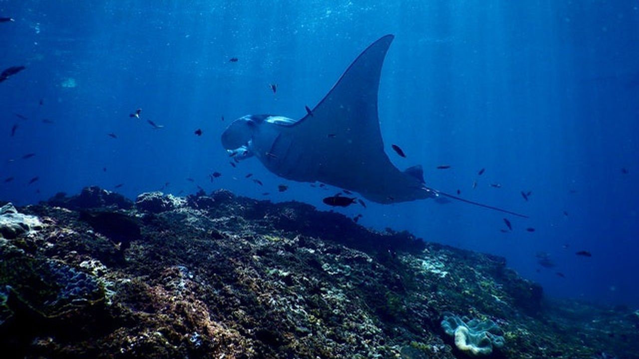 What Makes a Manta Ray Social?