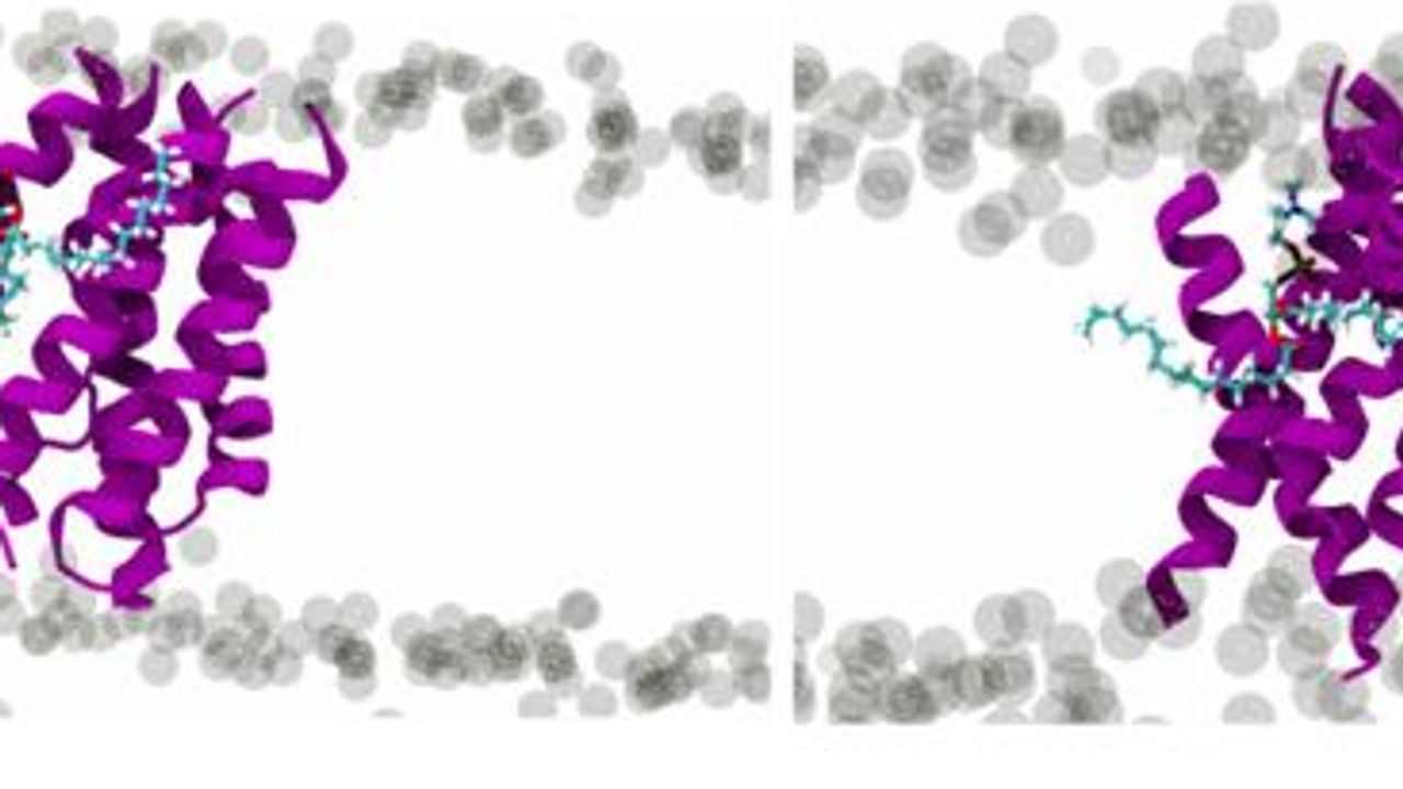 Discovery on Parainfluenza Viral Entry May Help To Prevent Infection