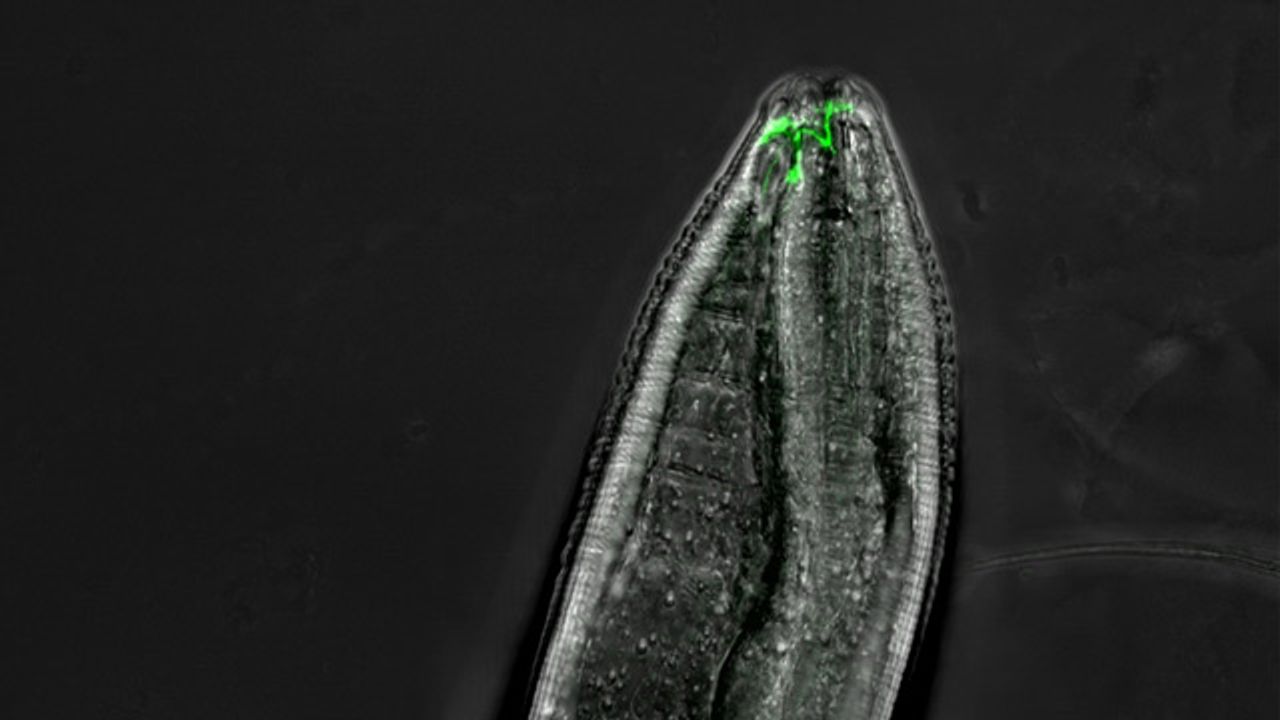 The Head of an Adult <i>C. elegans</i> Worm