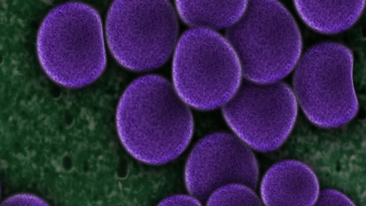"Spiteful" Behavior Identified in Bacteria