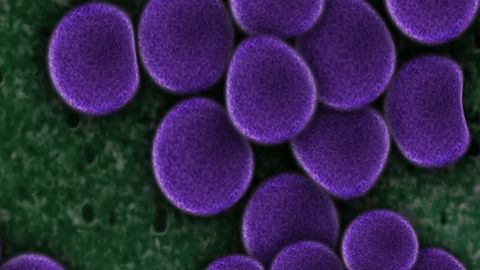 "Spiteful" Behavior Identified in Bacteria