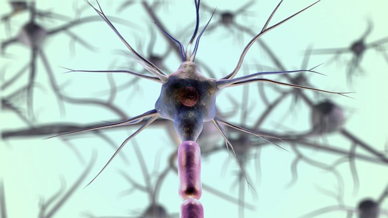 Turning Back the Clock on ALS Cells Reveals New Mechanism