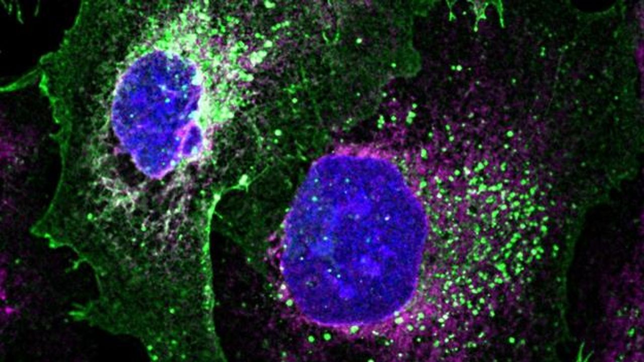DNA Repair Kit Successfully Fixes Hereditary Disease in Cells