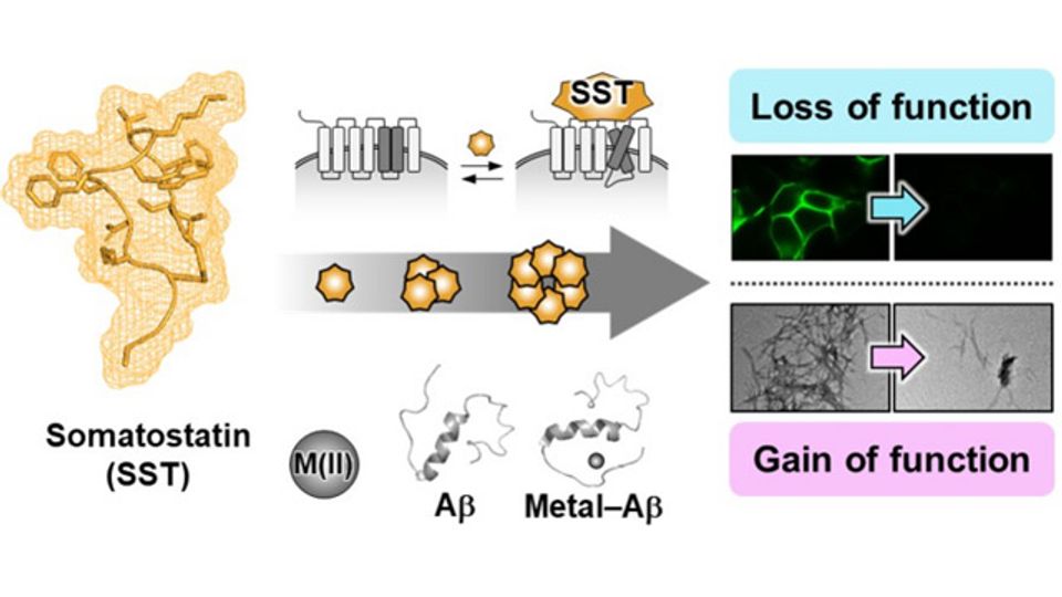 How a Neurotransmitter May Be the Key in Controlling Alzheimer’s Toxicity​ content piece image