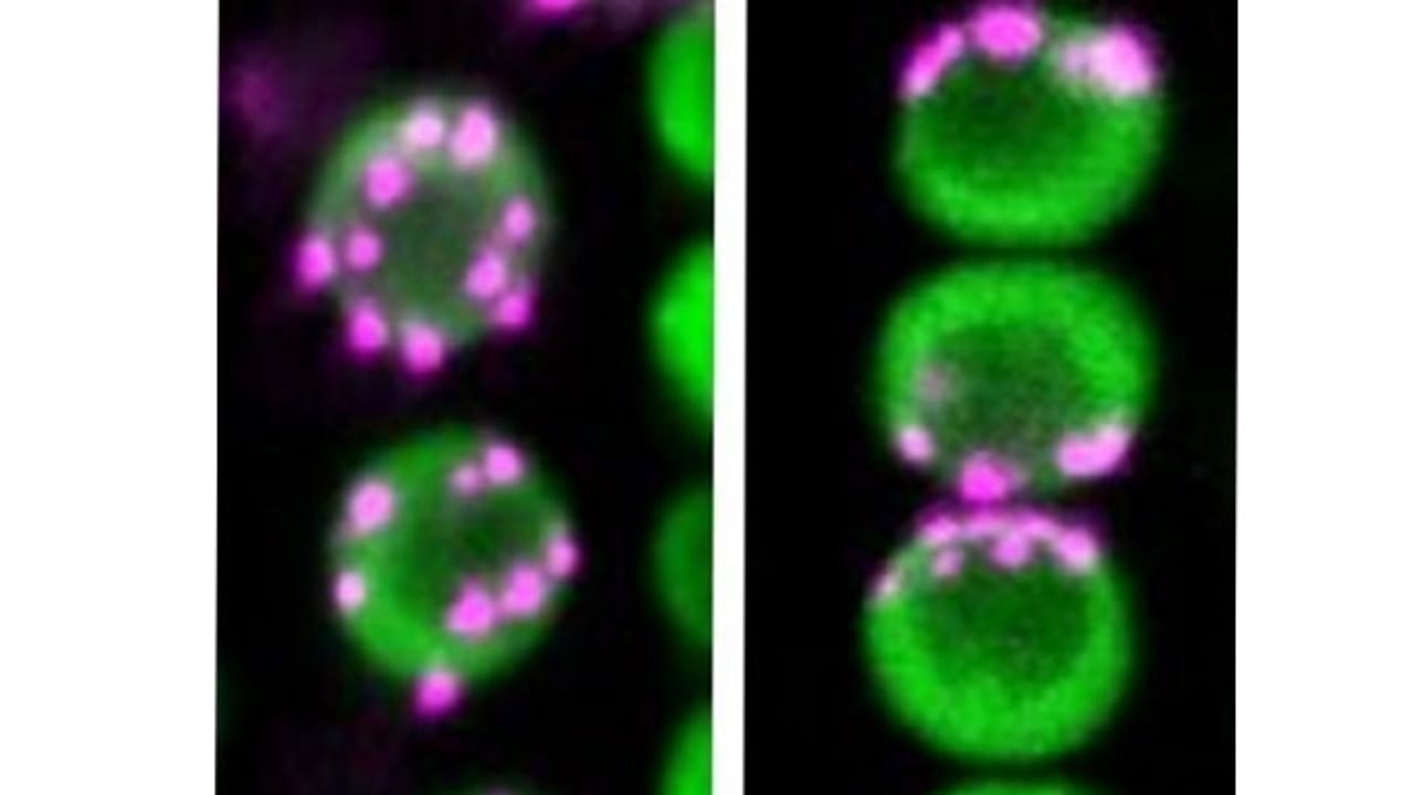 Mechanism That Shapes Centromere Distribution Uncovered