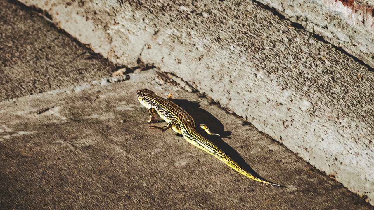 Asexual Species Appear To Have More Harmful Genetic Mutations