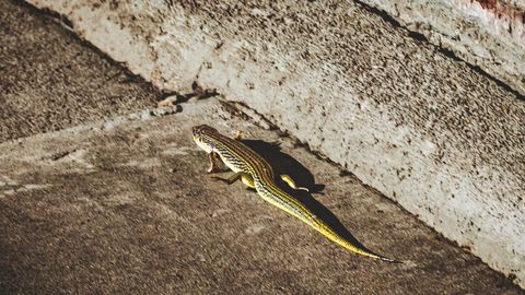 Asexual Species Appear To Have More Harmful Genetic Mutations