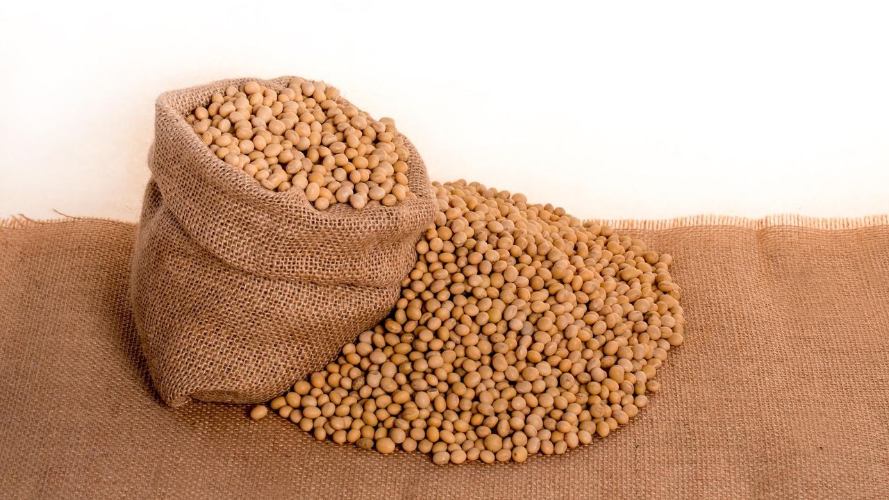 The Three Pillars of Plant-Based Food Testing – Functionality, Composition and Safety