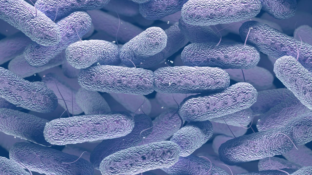 Scientists Engineer <i>E. coli</i> From Stool Samples To Develop New Drugs