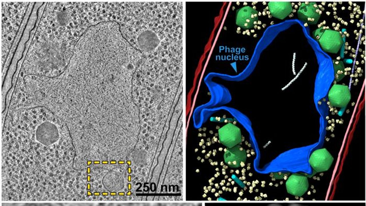 Giant Viruses Build a Shielded Compartment Like Our Cell Nucleus