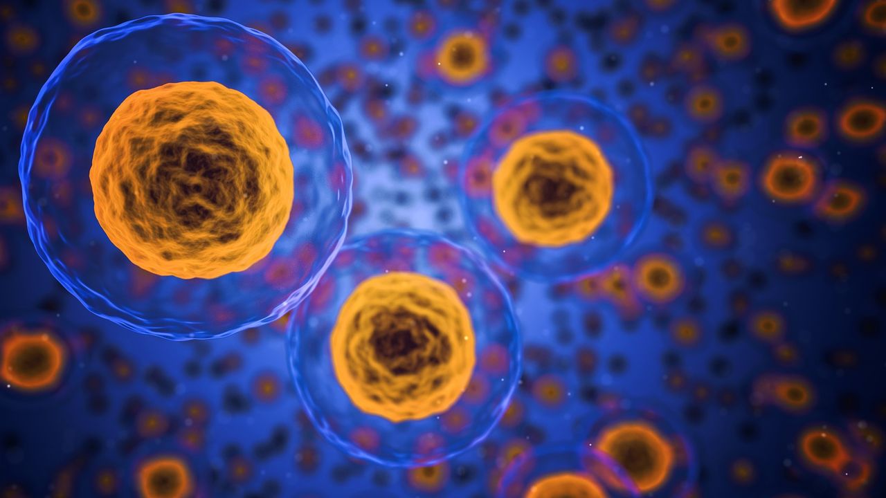 Novel Technology Restores Cell Function in Pigs After Death