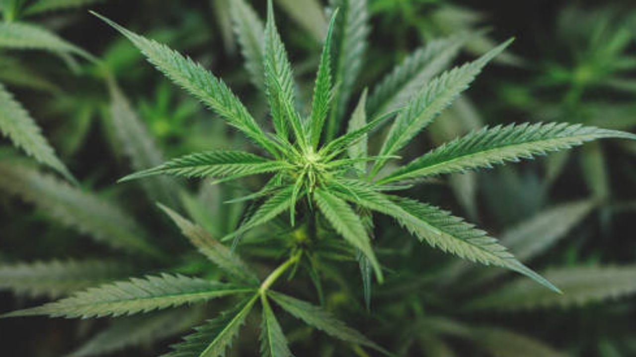 Analytical Method for Pesticide Residue in Cannabis Flower