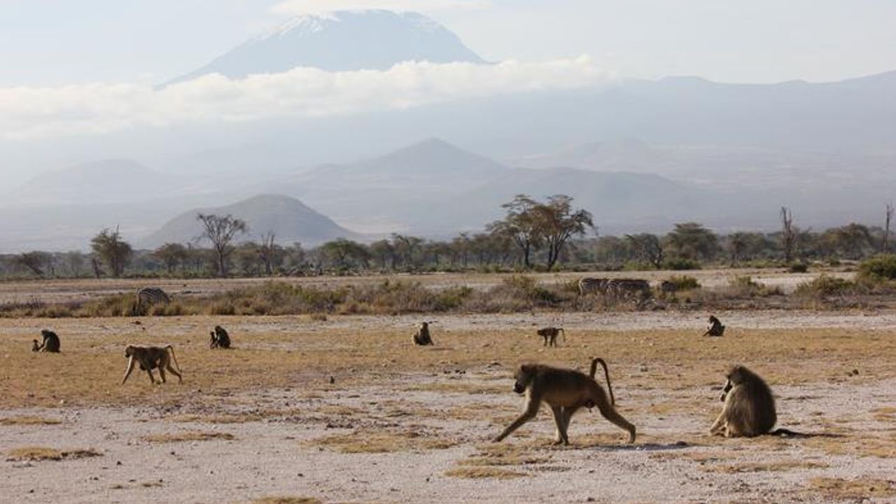 Baboons Borrowed One Third of Their Genes From Cousins