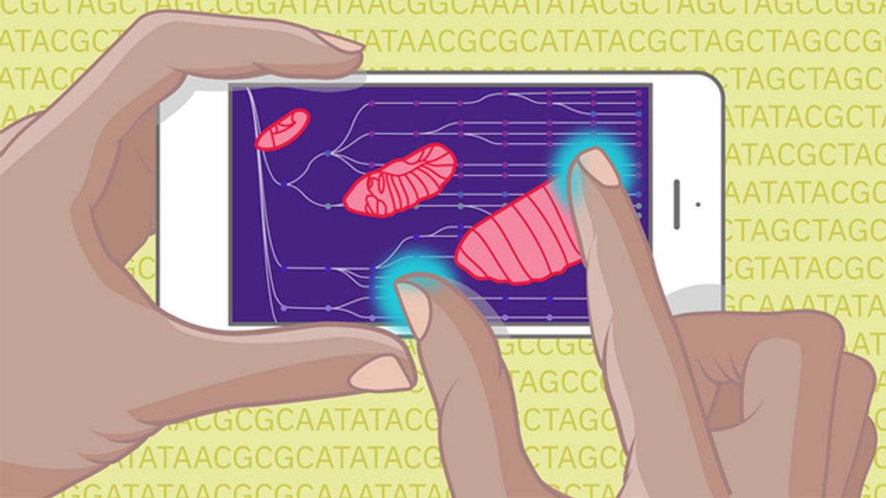 New Atlas Maps the Continuum of Embryo Development in Fruit Flies
