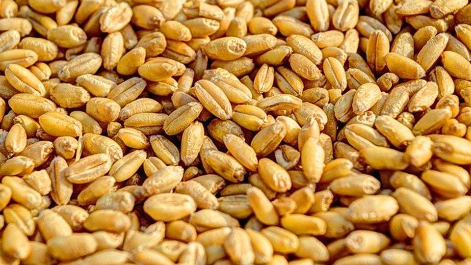 Mycotoxins and Food Safety content piece image