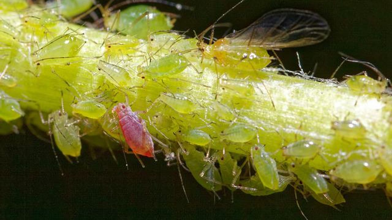 Figuring Out How Wild Wheat Keeps Insects at Bay