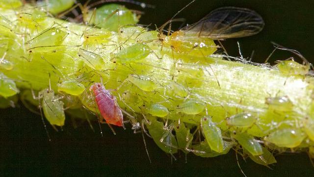 Figuring Out How Wild Wheat Keeps Insects at Bay content piece image 