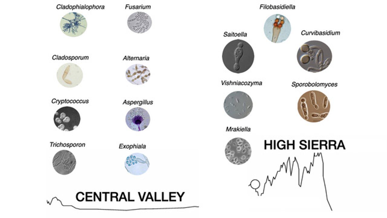 Microbes Transported Around the Globe in Drought-Induced Dust