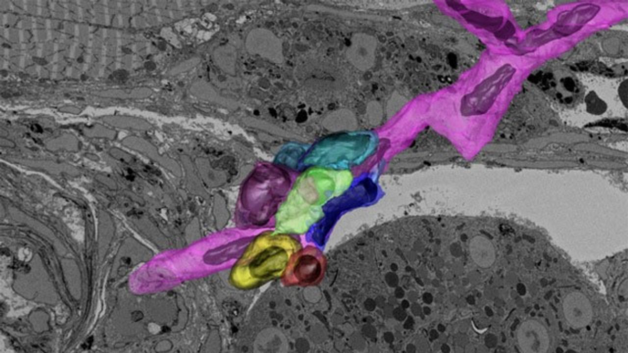 Novel Imaging Method Provides High-Resolution View of Single Blood Stem Cells in Zebrafish