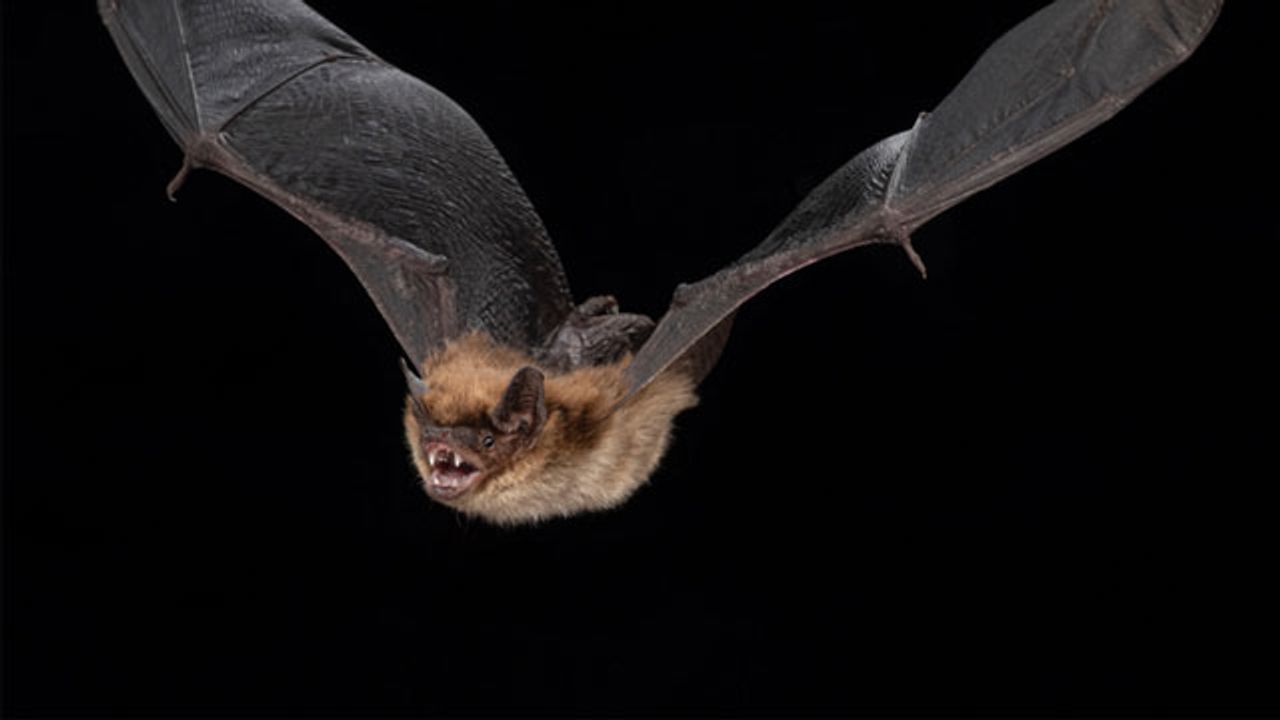 Hibernation Is Key to Bat’s Exceptional Longevity
