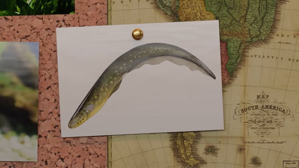 The Insane Biology of: The Electric Eel content piece image