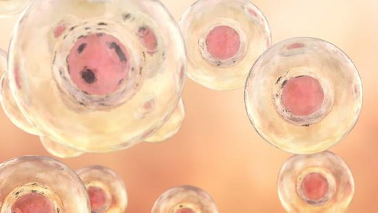 Differentiating iPSCs – Which Approach Works Best?
