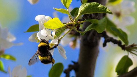 Self-Pollinating Plant Loses Genetic Variation Rapidly