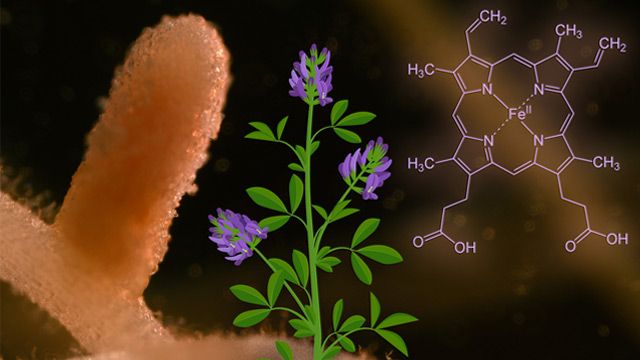 植物分子吸收含铁丰富的血红素内容块的形象