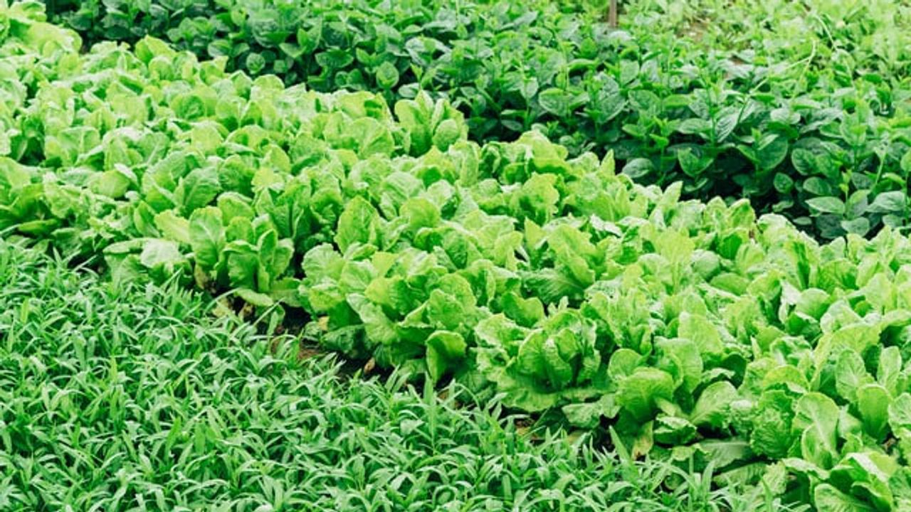 Synthetic Gene Circuits Could Help Plants Adapt to Climate Change