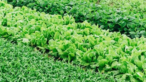 Synthetic Gene Circuits Could Help Plants Adapt to Climate Change