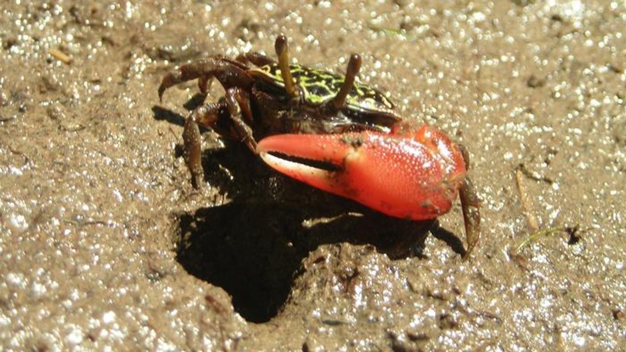 Burrowing Crabs Bring Much Needed Microbes to Mangroves