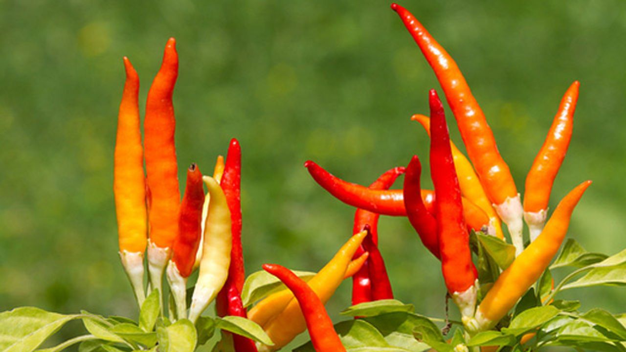 Relative of Crop-Destroying Bacteria Could Soon Be a Threat Too