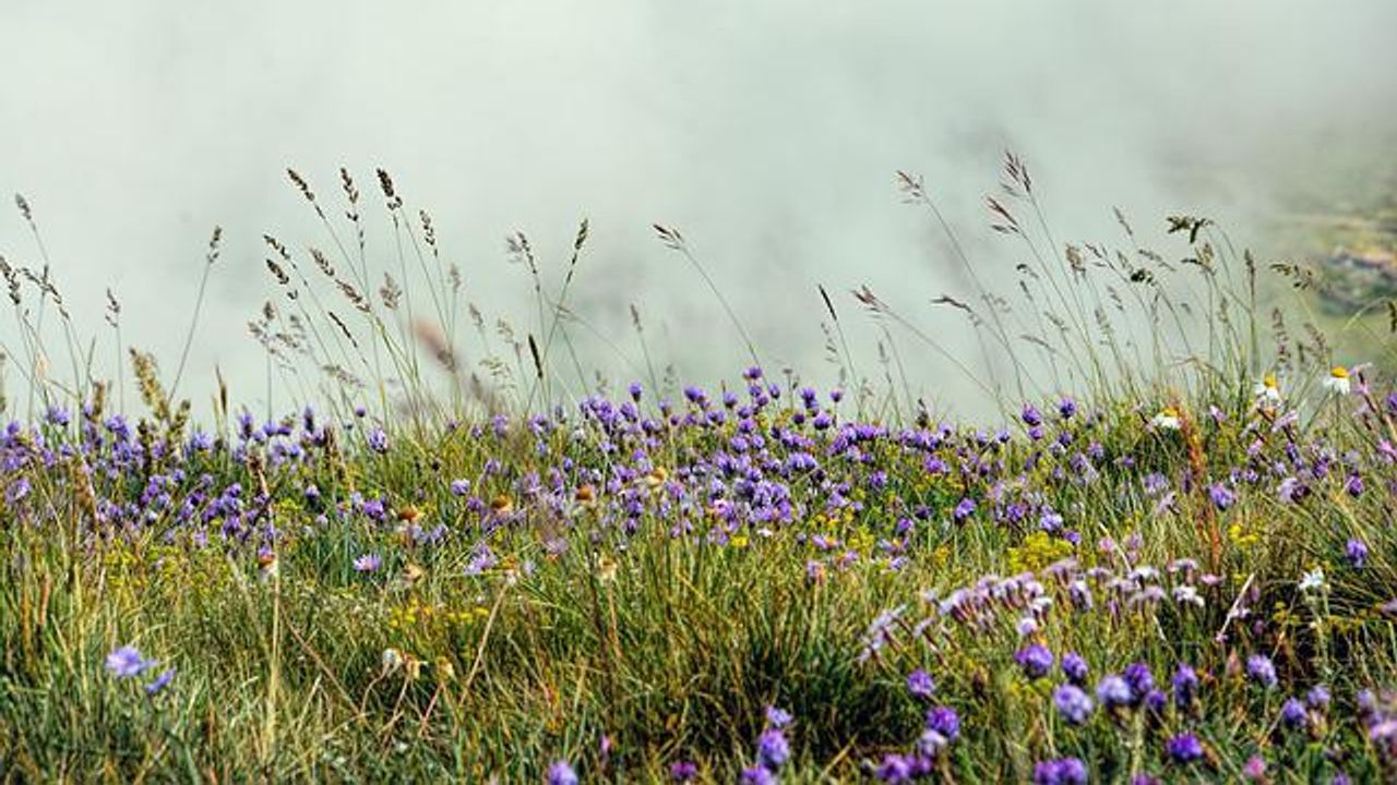 Looking at Grasslands as Carbon Sinks With Fresh Eyes