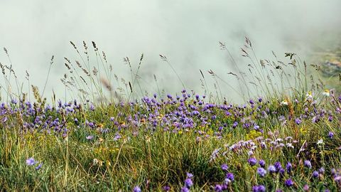 Looking at Grasslands as Carbon Sinks With Fresh Eyes