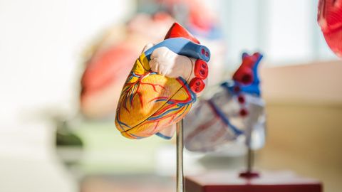 Mature Human Cardiac Tissue Model Created