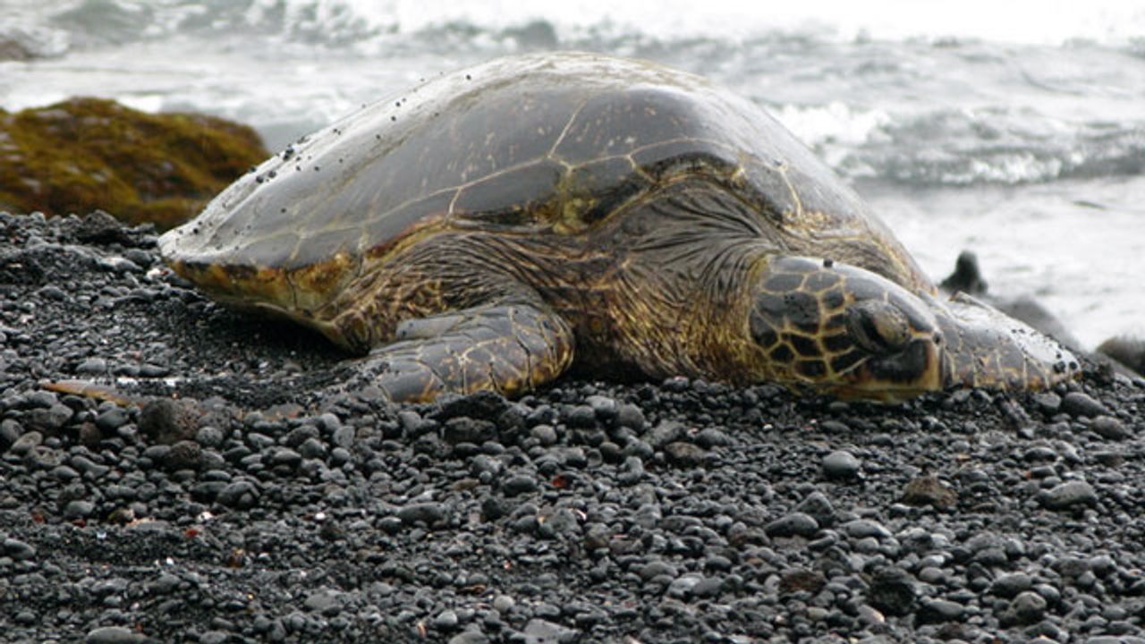 Potential Bioindicators To Monitor Plastic Pollution Identified