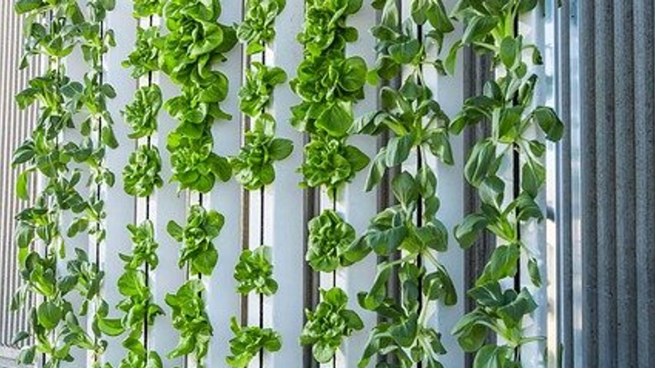 Vertical Farming