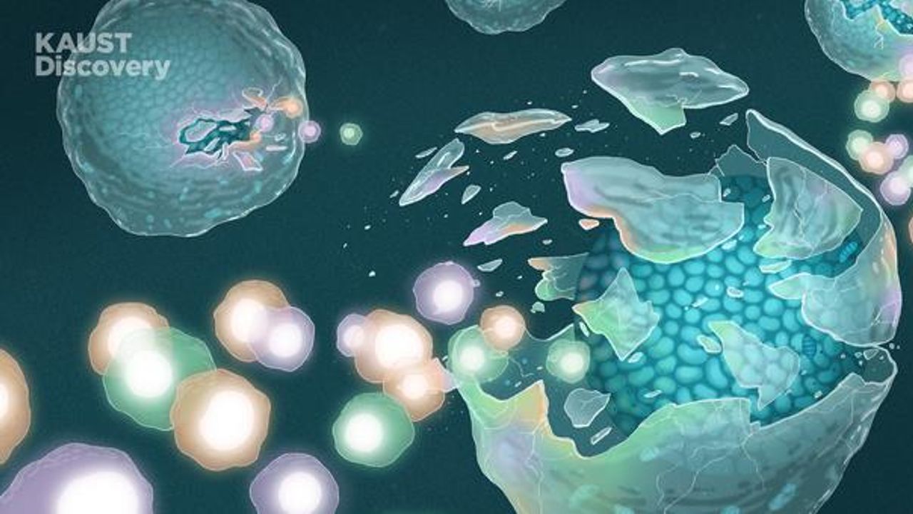Cells Regulating Blood Stem Cell Maintenance Are More Diverse Than Expected