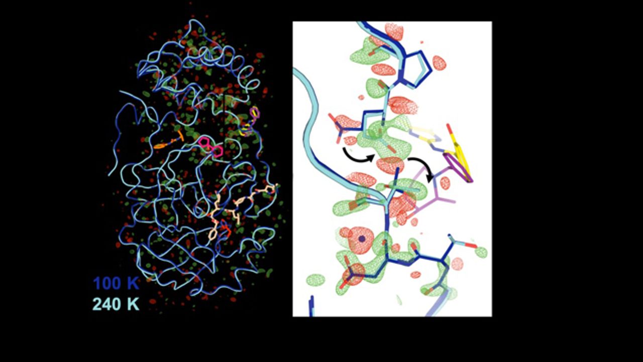 First 3D Structure of Key COVID Enzyme at Human Body Temperature