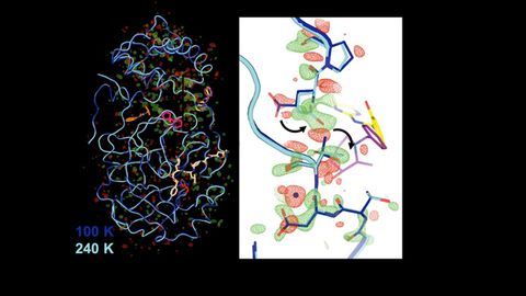 First 3D Structure of Key COVID Enzyme at Human Body Temperature