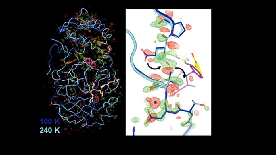 First 3D Structure of Key COVID Enzyme at Human Body Temperature content piece image