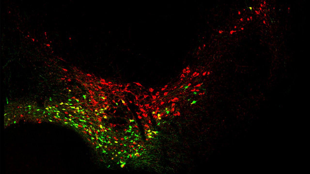 Early-Born Neurons Have More "Career Options"