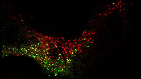 Early-Born Neurons Have More "Career Options"