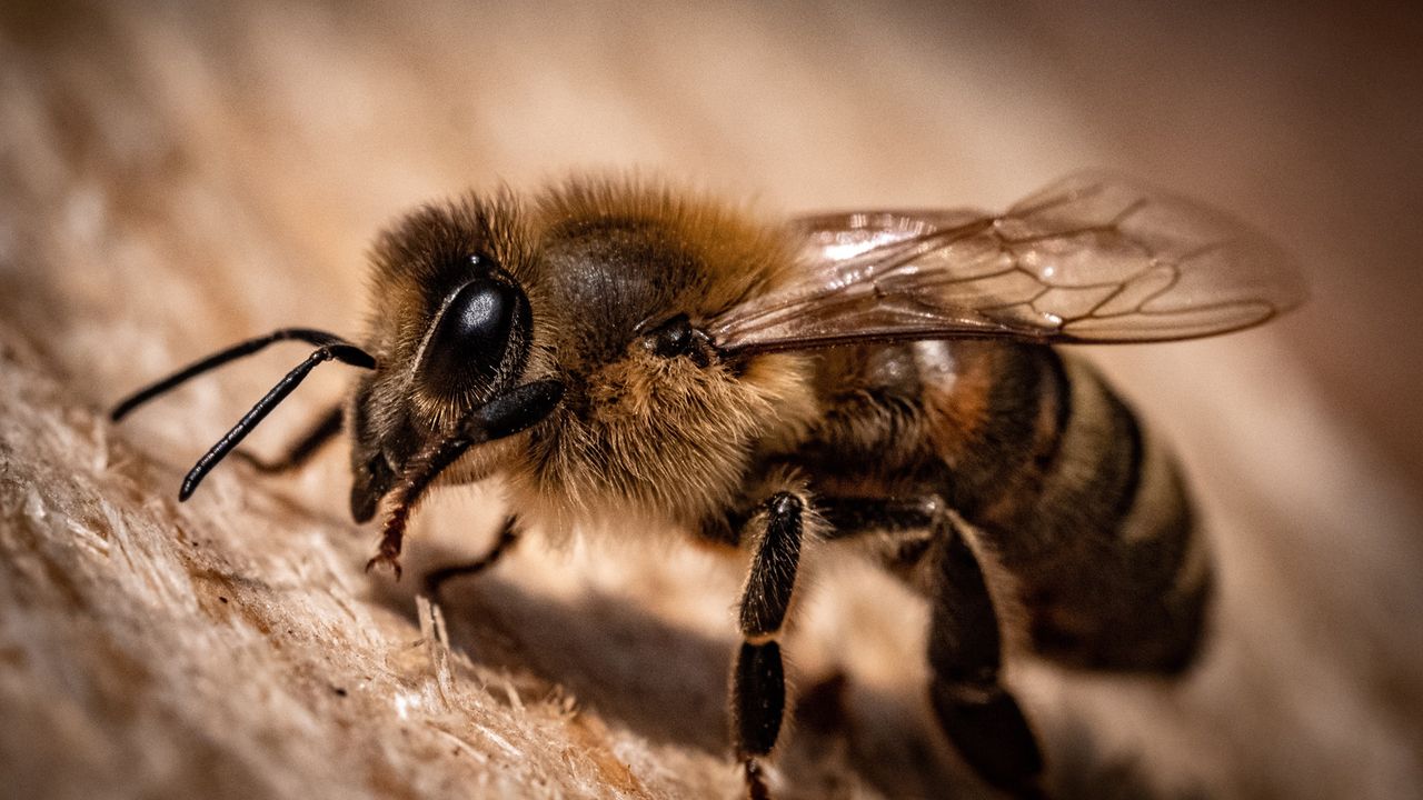 Pesticides Damage Bees' Brains and Stop Them Flying Straight