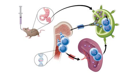 New Drug Is Absorbed Through the Lymph, Not Blood, To Target Cancer