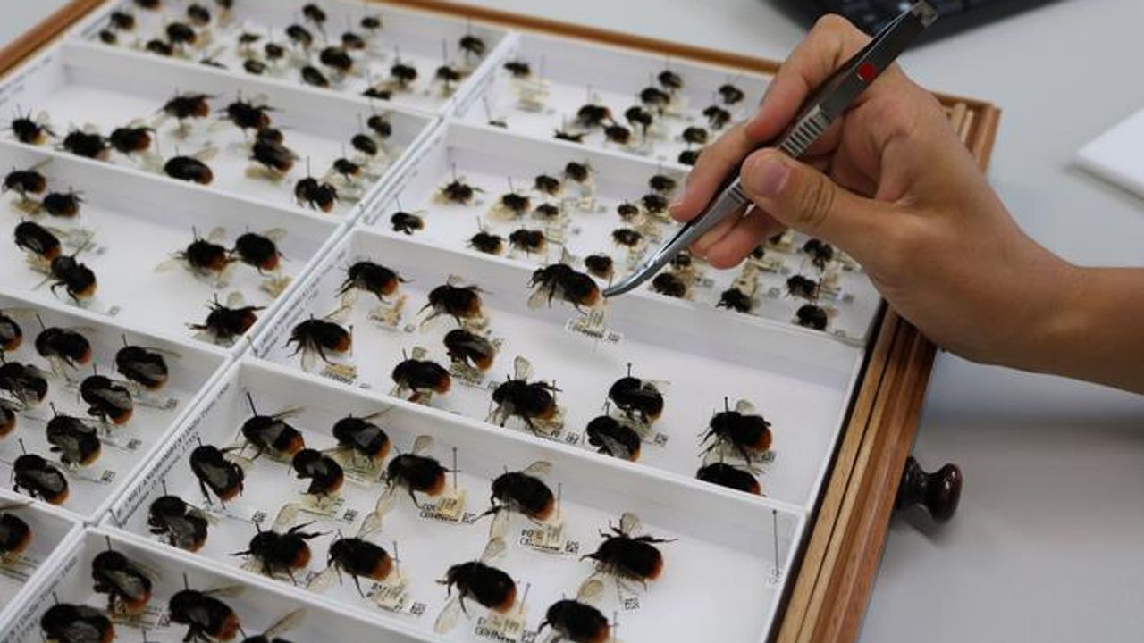 Museum Collections Show Bees Have Become Increasingly Stressed by Climate Changes in the Last 100 Years