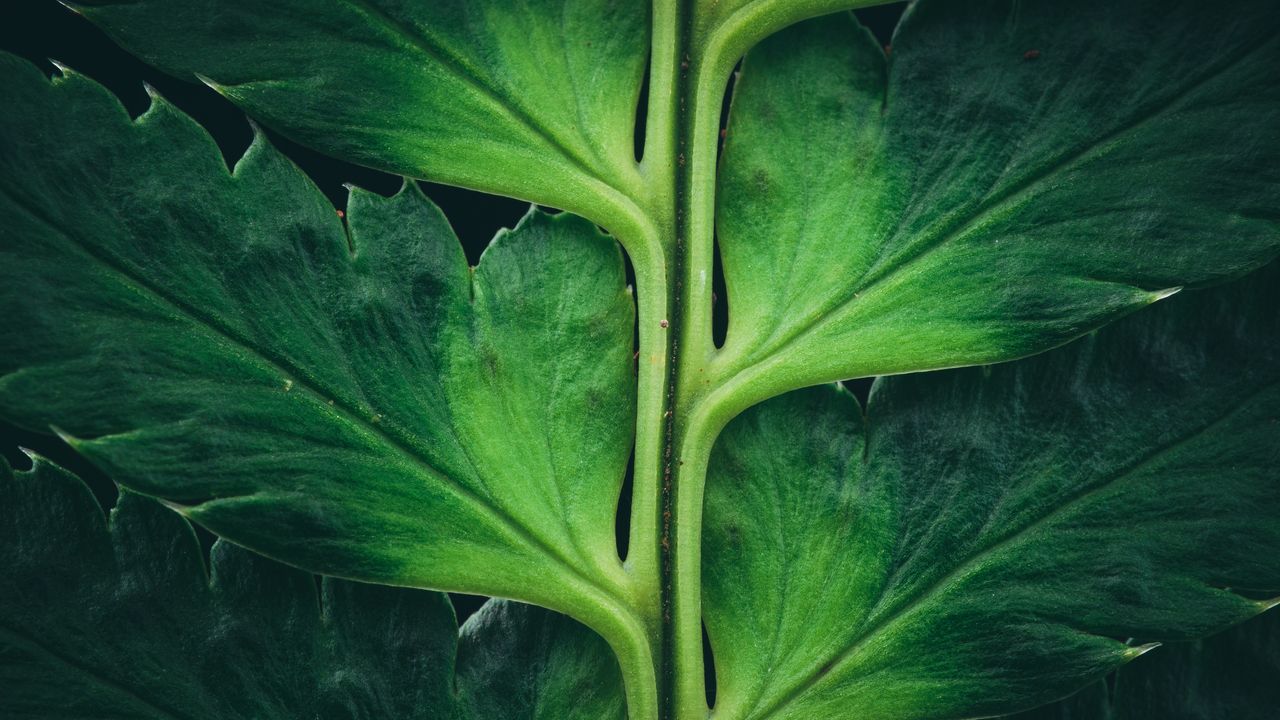 Geneticists Discover and Start To Crack the Plant Epigenetic Code